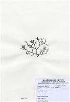 藏品(傘房龍鬚菜)的圖片